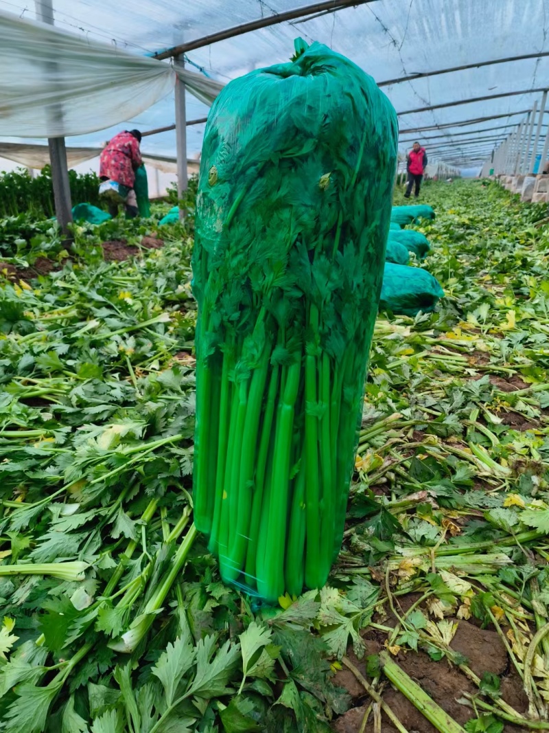 芹菜大量供应大量上市产地直发量大价优欢迎致电咨询