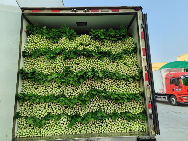 芹菜大量供应大量上市产地直发量大价优欢迎致电咨询