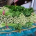 芹菜大量供应大量上市产地直发量大价优欢迎致电咨询