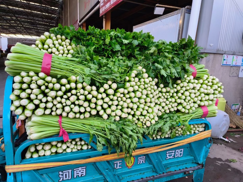 芹菜大量供应大量上市产地直发量大价优欢迎致电咨询