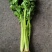 芹菜大量供应大量上市产地直发量大价优欢迎致电咨询