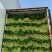 芹菜大量供应大量上市产地直发量大价优欢迎致电咨询