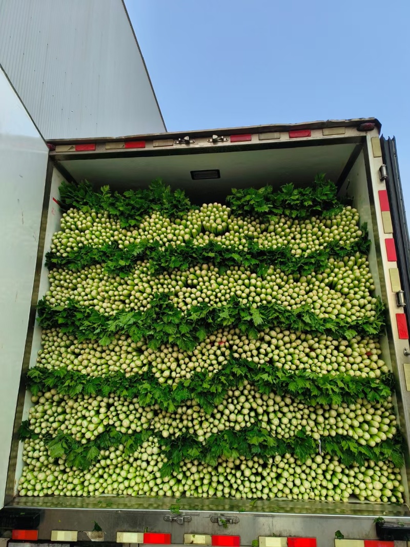 芹菜大量供应大量上市产地直发量大价优欢迎致电咨询