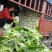 鸡腿白菜【白菜】全国代发万亩蔬菜基地，支持视频看货