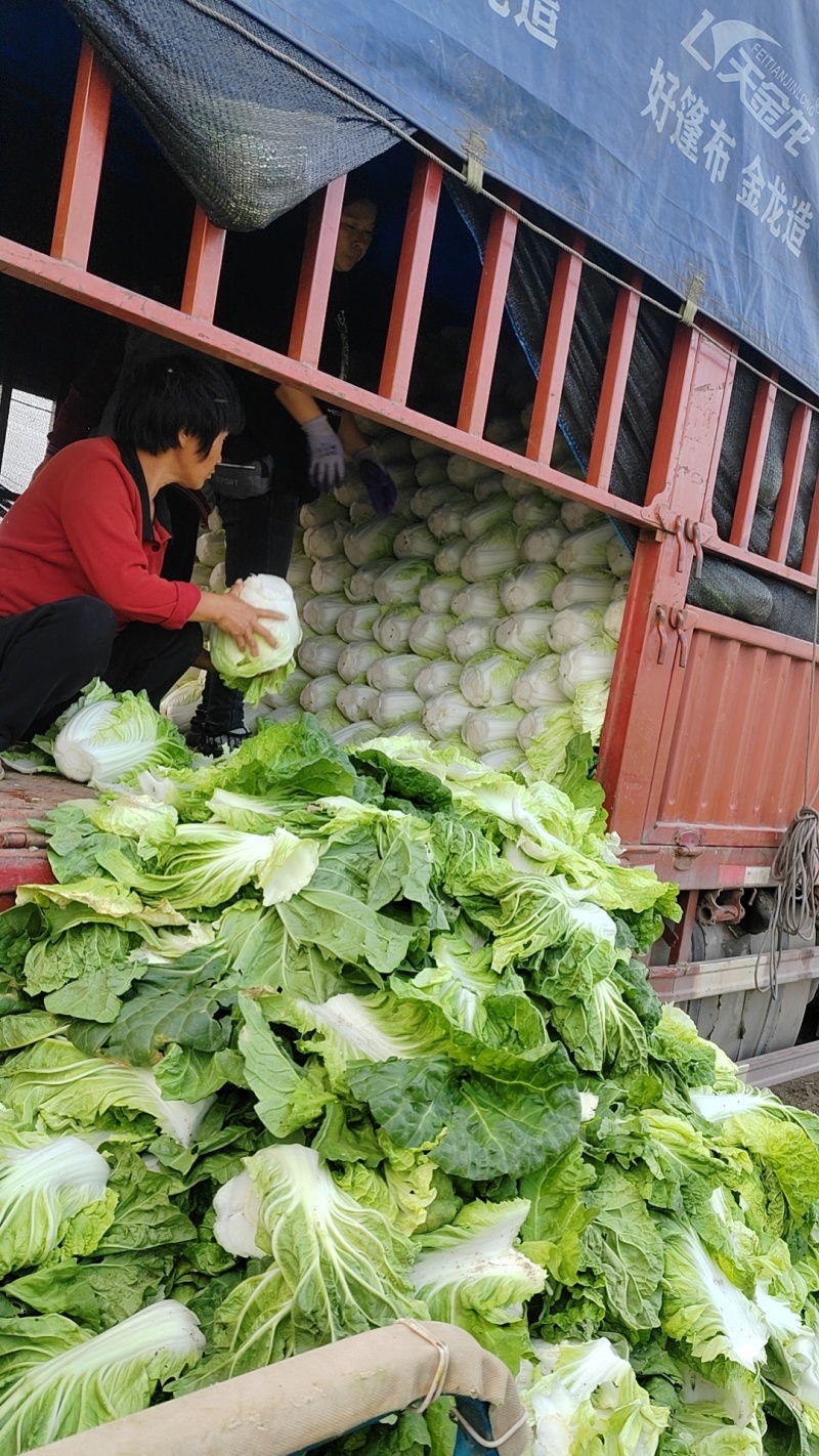 鸡腿白菜【白菜】全国代发万亩蔬菜基地，支持视频看货