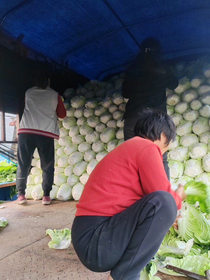 鸡腿白菜【白菜】全国代发万亩蔬菜基地，支持视频看货