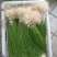 薤白野生小根蒜
