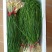 薤白野生小根蒜