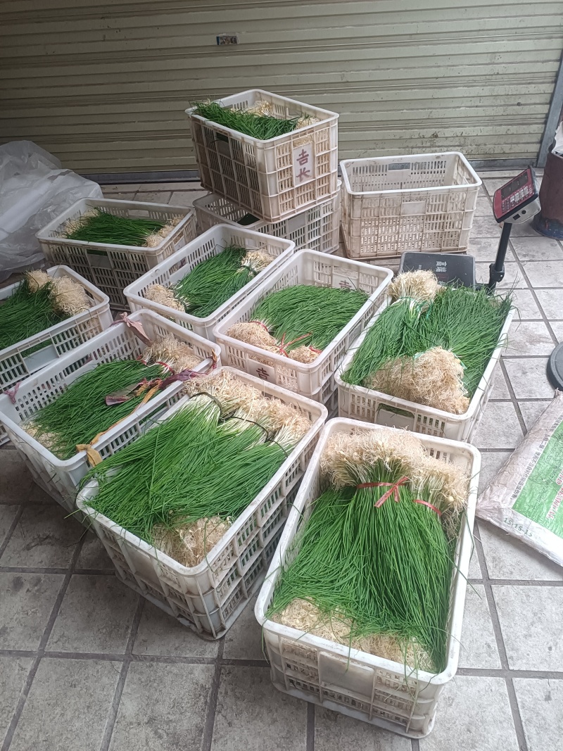 薤白野生小根蒜
