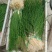 薤白野生小根蒜