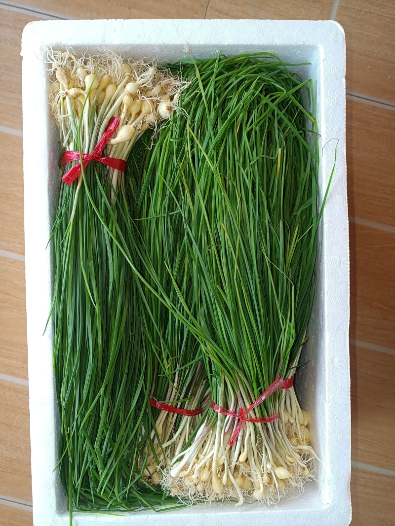 薤白野生小根蒜
