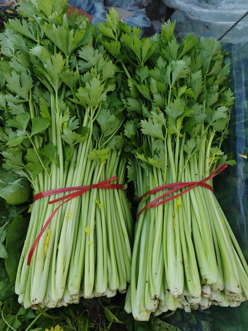 精品优质西芹，大棚蔬菜五指粗细，量大，质量保证
