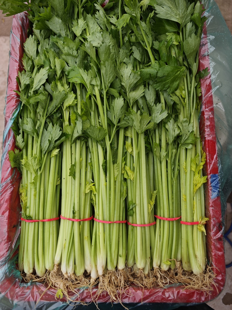精品优质西芹，大棚蔬菜五指粗细，量大，质量保证