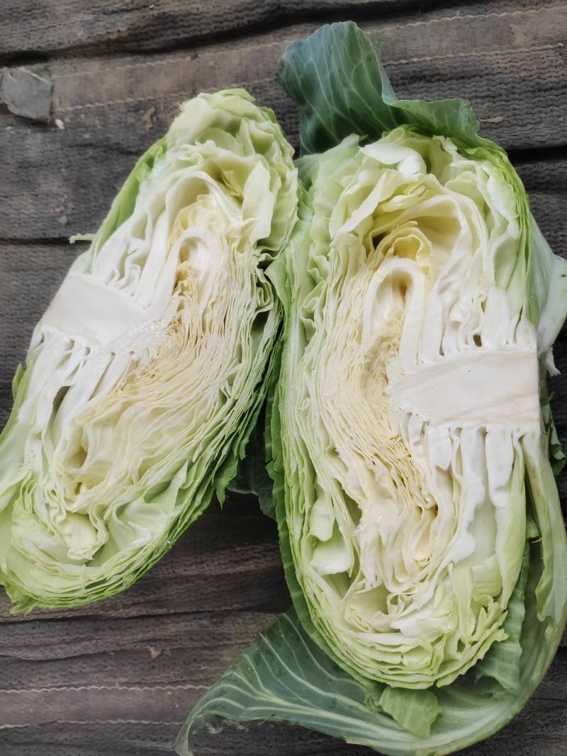 京丰一号包菜，大量上市，全国代发