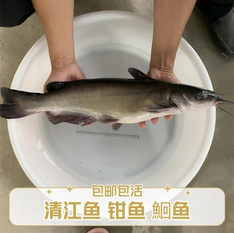 2024年斑点叉尾鮰鱼苗8-10厘米