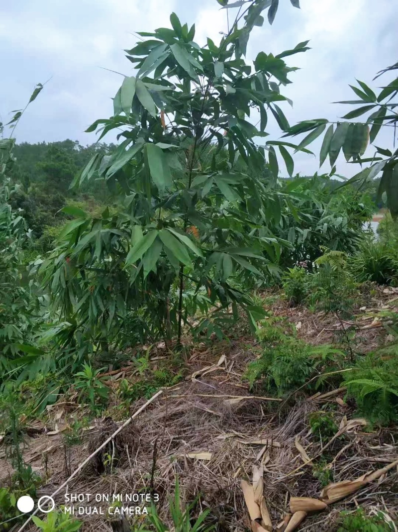 广西笋片新鲜脆嫩笋片清水甜笋片不苦无酸味