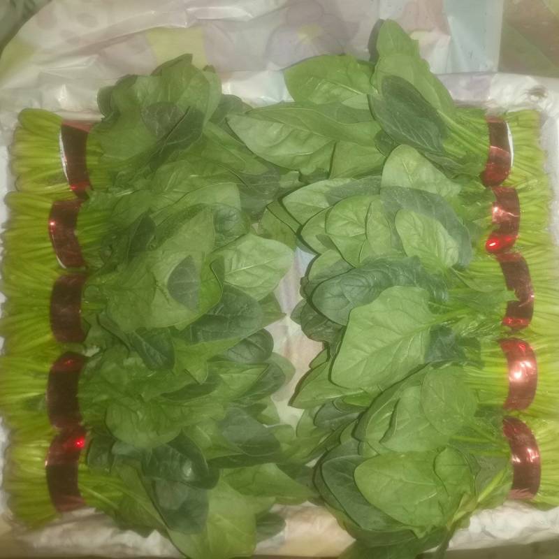 山东金乡精品菠菜，一手货源产地直发，对接各大批发商！
