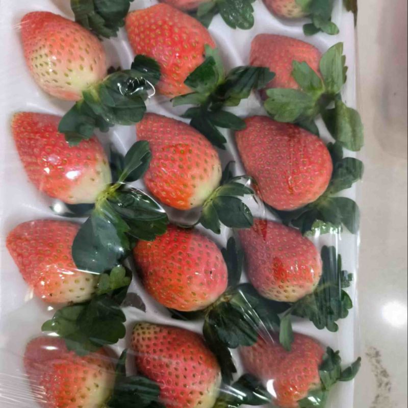妙香甜草莓，粉玉，梦之莹。都有
