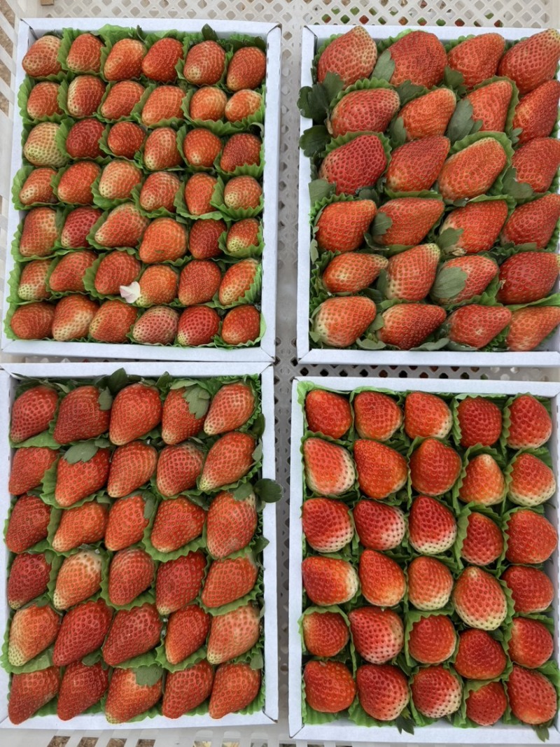 妙香甜草莓，粉玉，梦之莹。都有