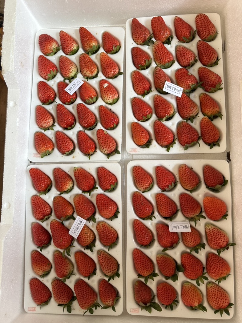 妙香甜草莓，粉玉，梦之莹。都有