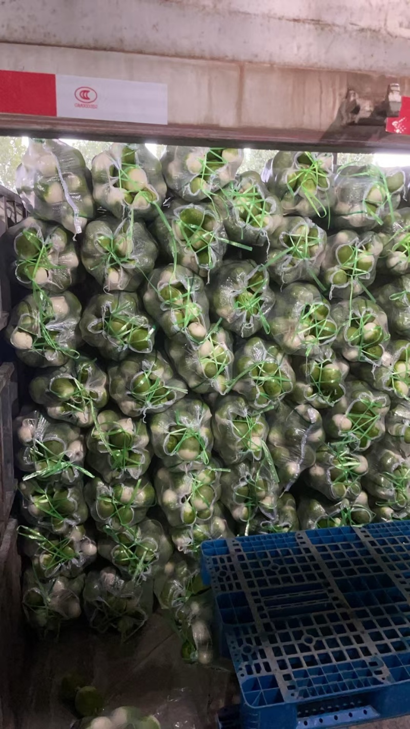 青萝卜，宝玉，罐萝卜，支持水洗打包，散装，打冷