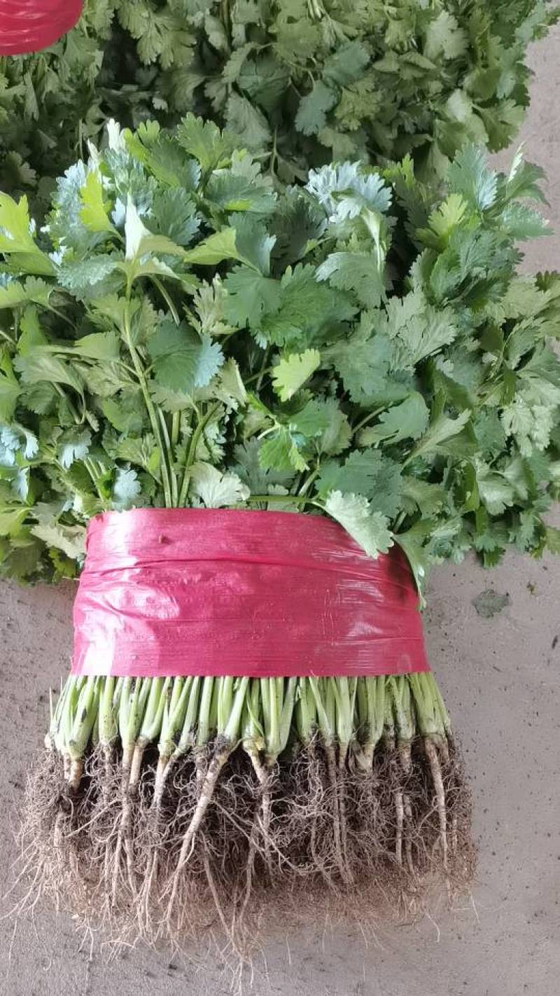 新鲜泰安香菜，当地产地直供，品质保证，快来选购！