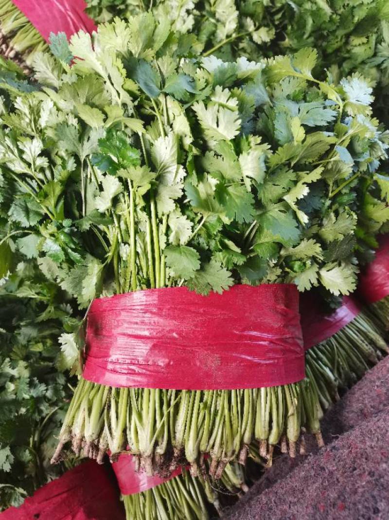 新鲜泰安香菜，当地产地直供，品质保证，快来选购！