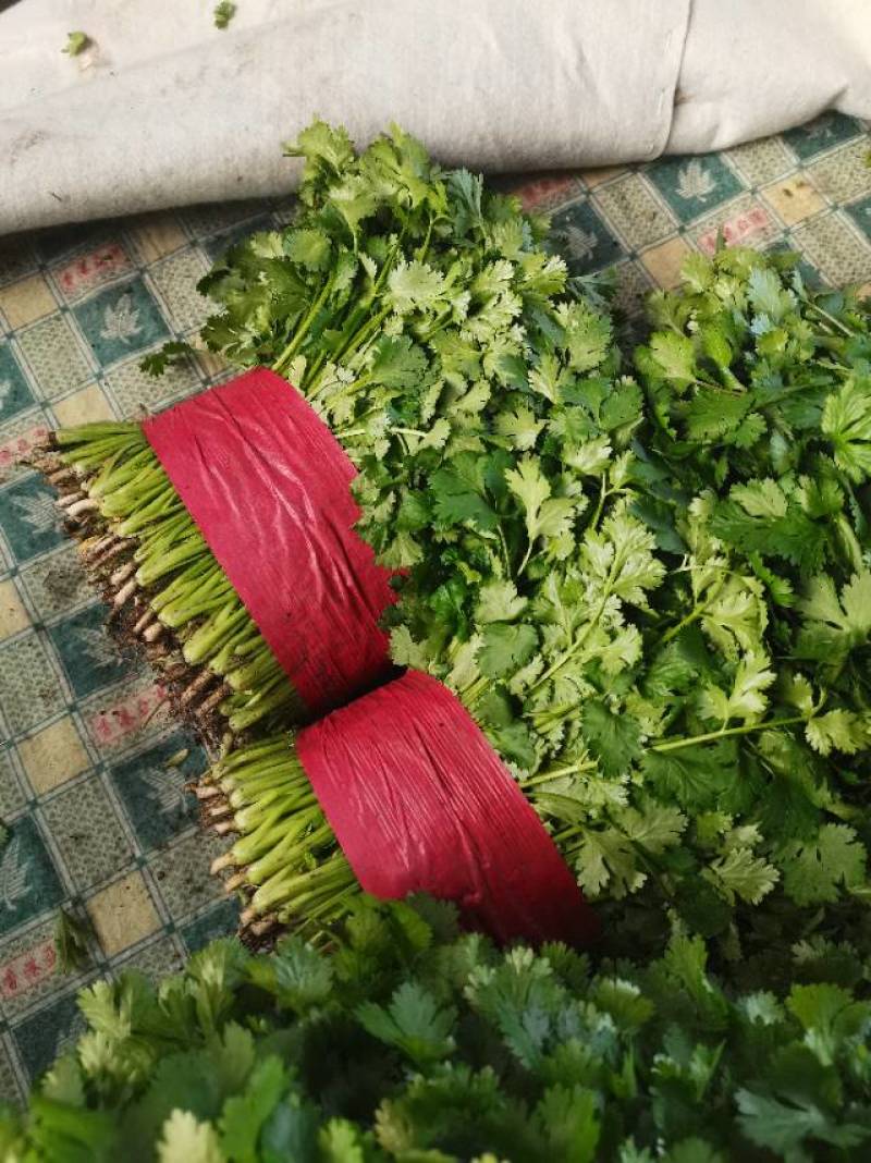 新鲜泰安香菜，当地产地直供，品质保证，快来选购！