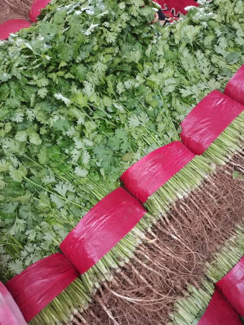 新鲜泰安香菜，当地产地直供，品质保证，快来选购！