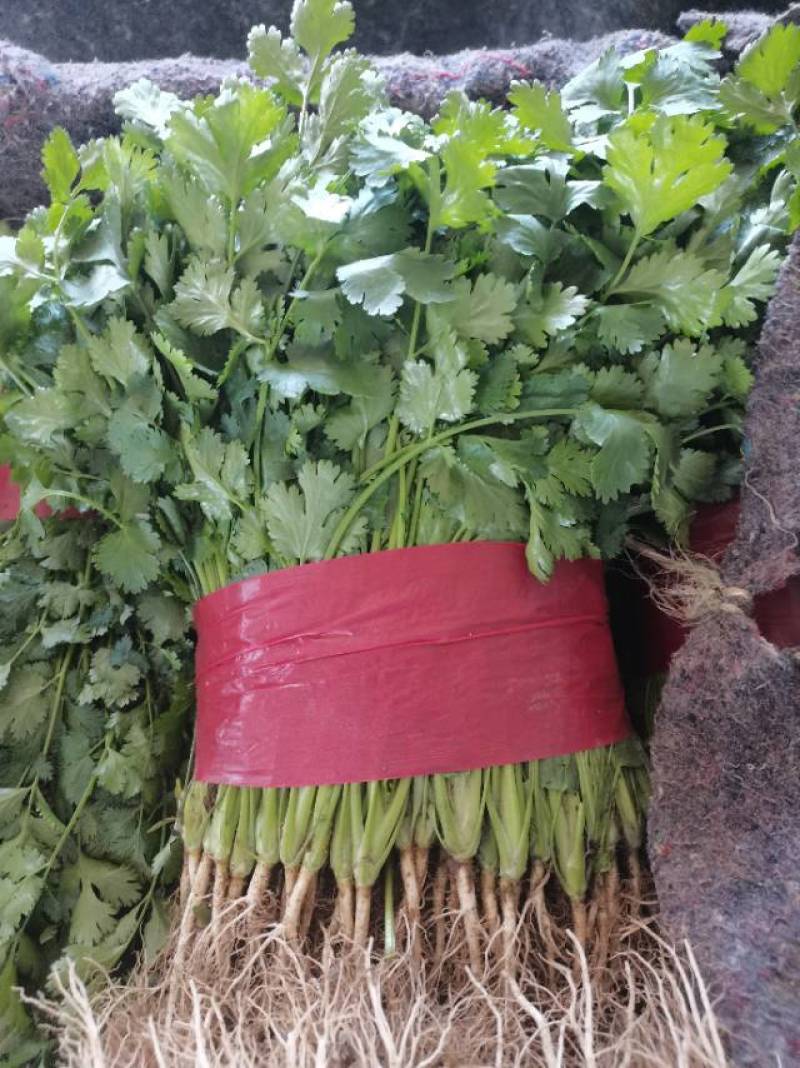 山东泰安精品大叶香菜常年有货想要你就来