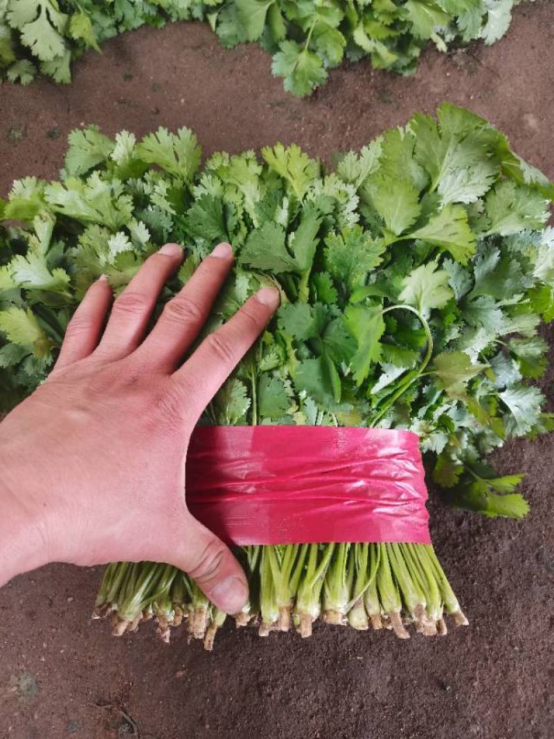 山东泰安精品大叶香菜常年有货想要你就来