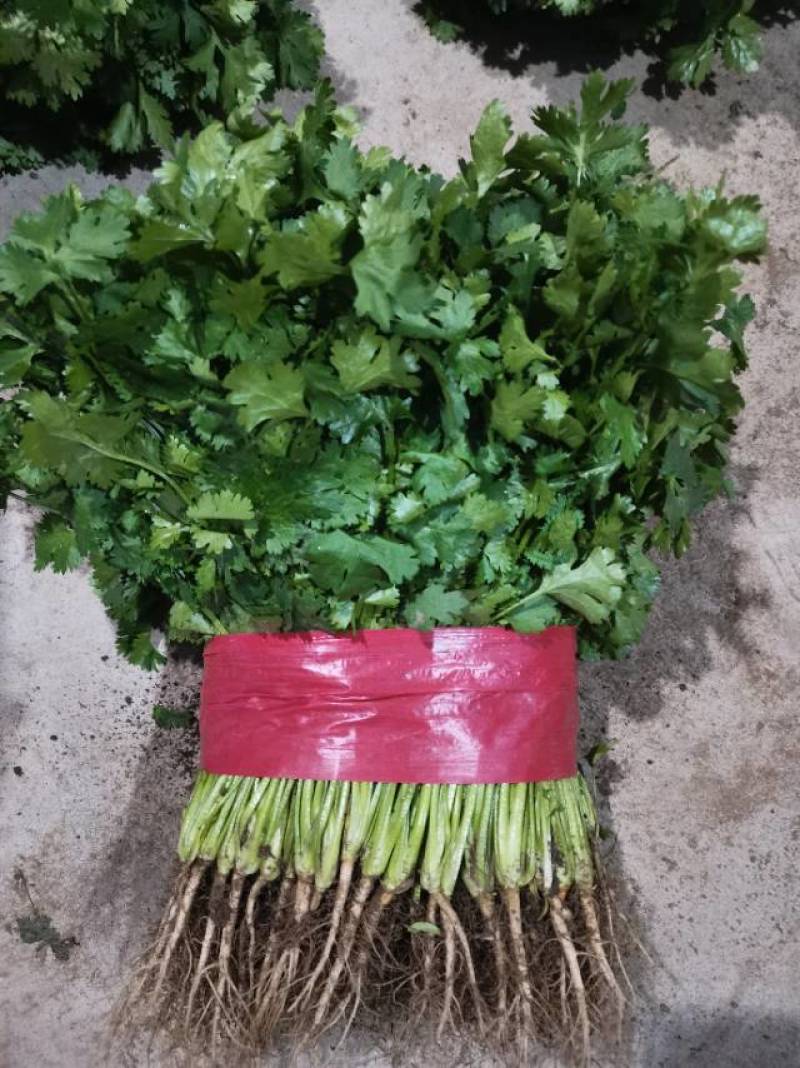 山东泰安精品大叶香菜常年有货想要你就来