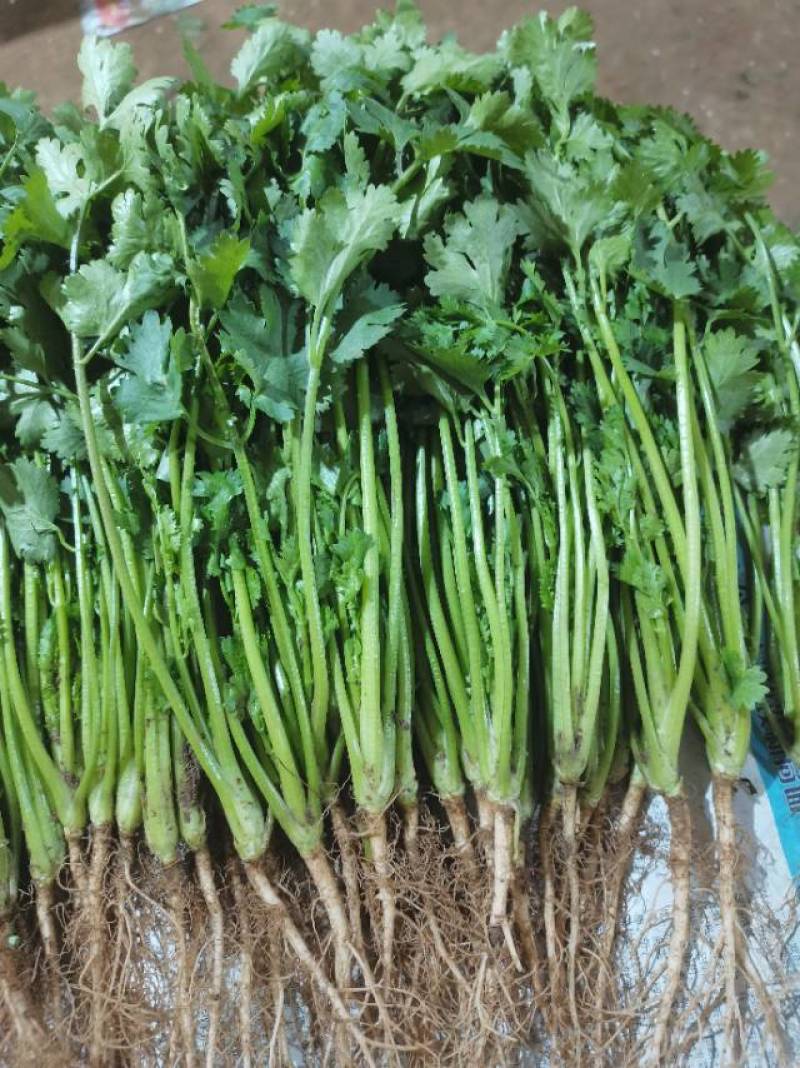 山东泰安精品大叶香菜常年有货想要你就来