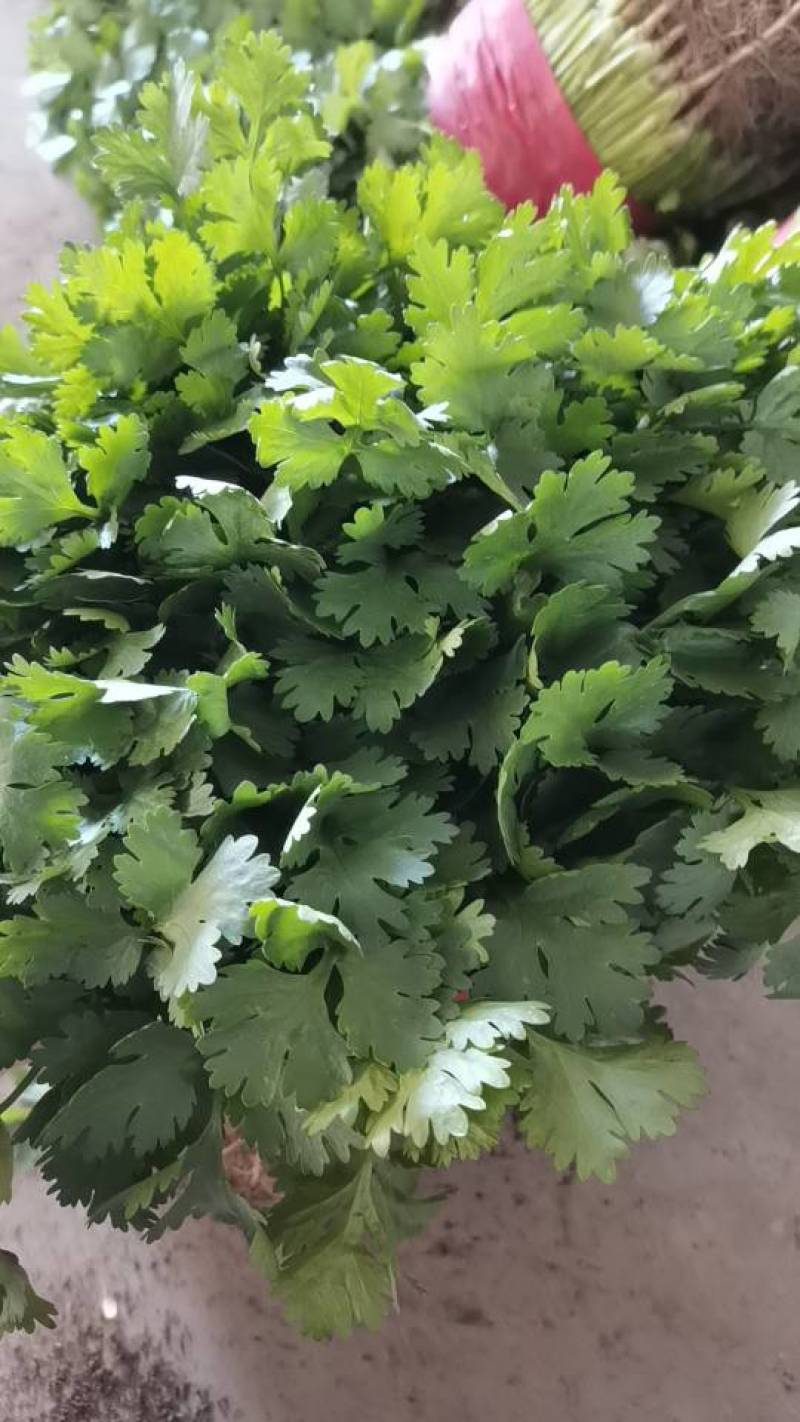 山东泰安精品大叶香菜常年有货想要你就来