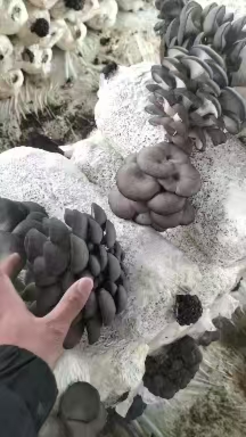 江苏平菇鲜平菇小黑平菇基地直供一手货源全国发货