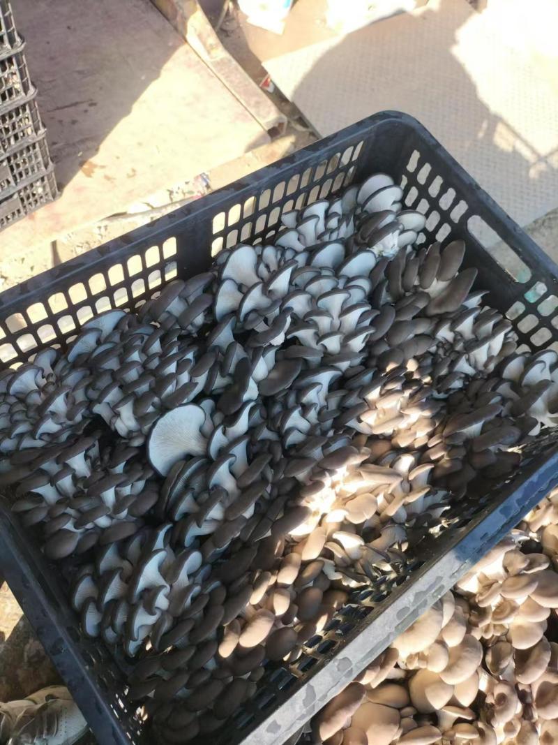 江苏平菇鲜平菇小黑平菇基地直供一手货源全国发货