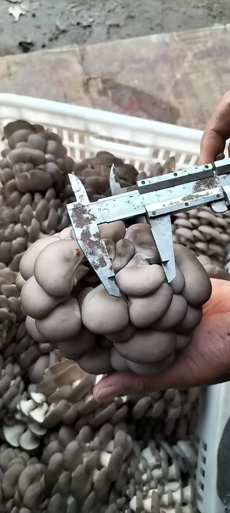 江苏平菇鲜平菇小黑平菇基地直供一手货源全国发货