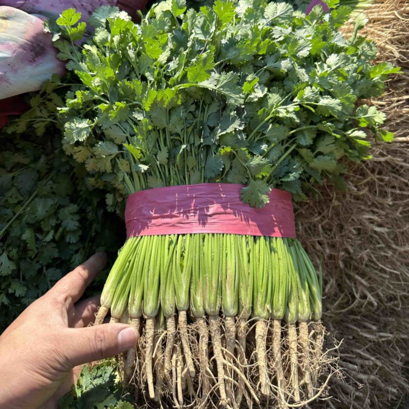 聊城铁杆青精品香菜