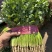 聊城铁杆青精品香菜