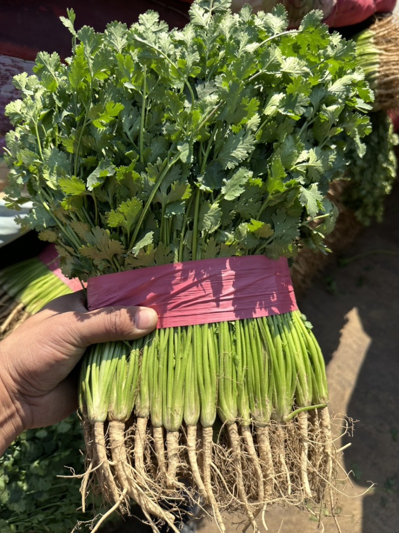 聊城铁杆青精品香菜