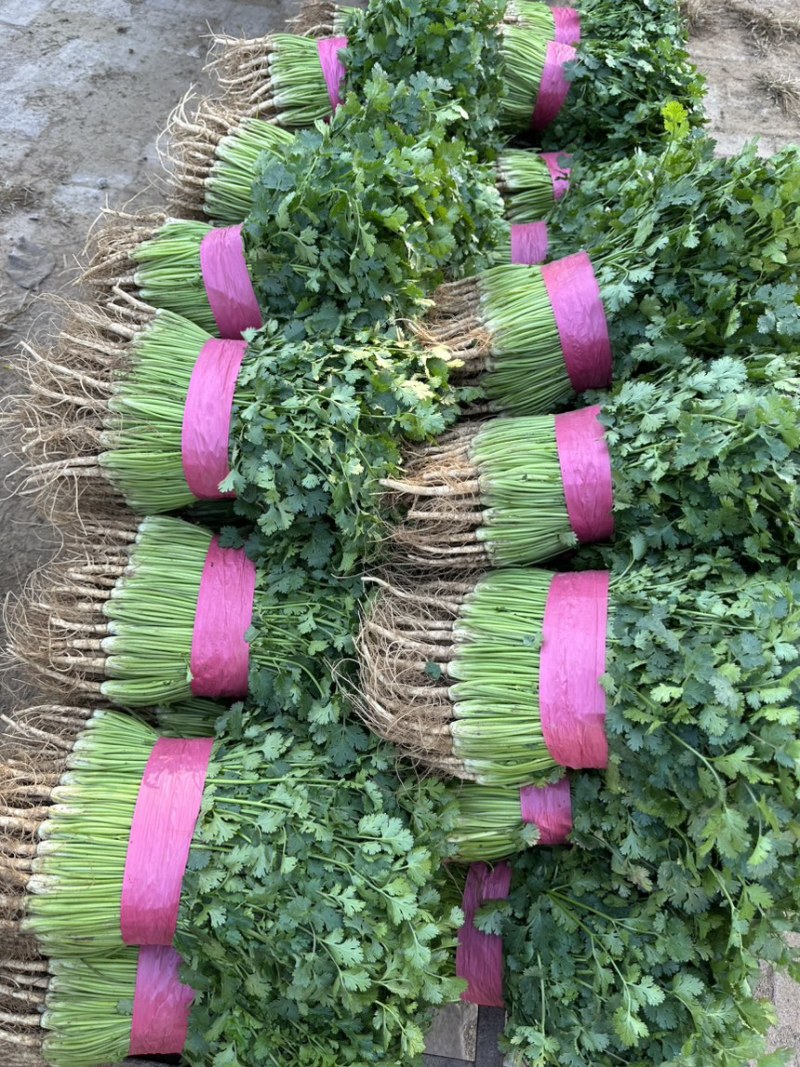 聊城铁杆青精品香菜