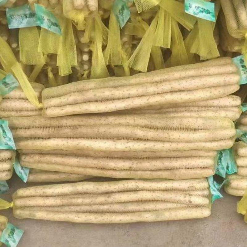 河北衡水小白嘴山药大量上市，保质保量量大从优欢迎咨询