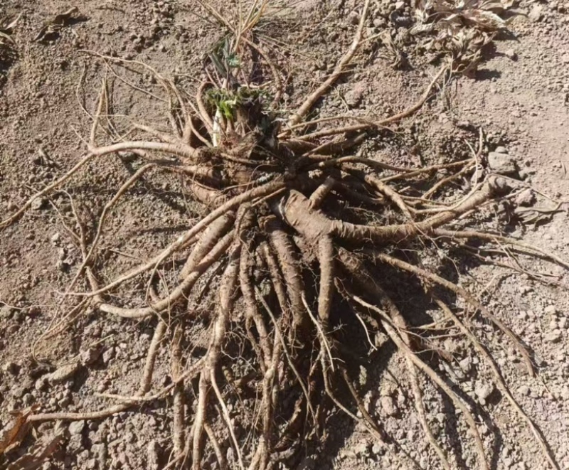 【中药材当归】，自家种植当归，当季热卖现货供应欢迎订购