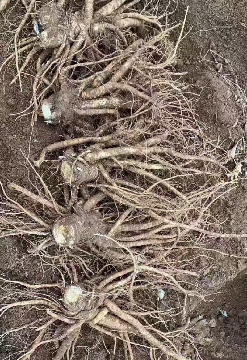 【中药材当归】，自家种植当归，当季热卖现货供应欢迎订购