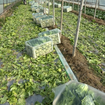 精品意大利生菜个头均匀无黄边上市了质量有保证