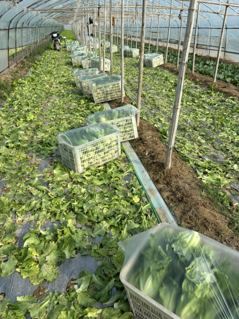 精品意大利生菜个头均匀无黄边上市了质量有保证