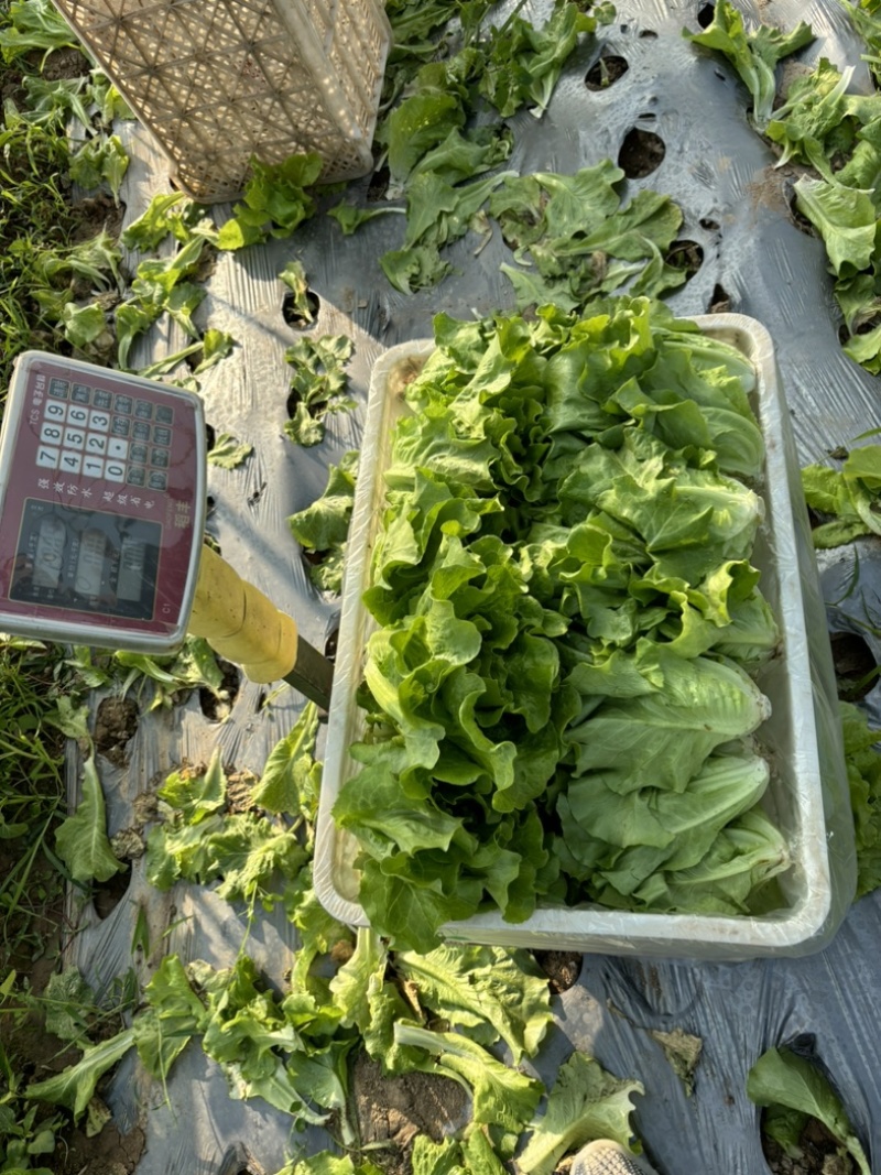 精品意大利生菜个头均匀无黄边上市了质量有保证