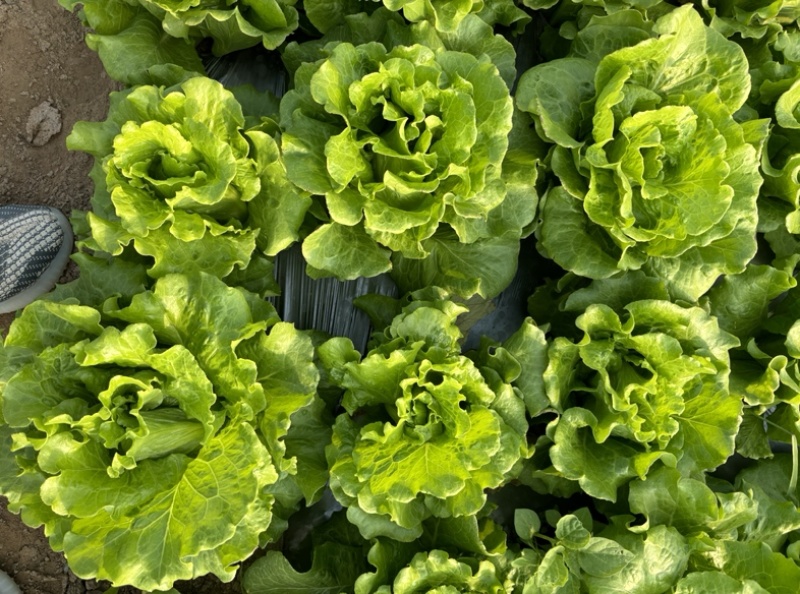 精品意大利生菜个头均匀无黄边上市了质量有保证