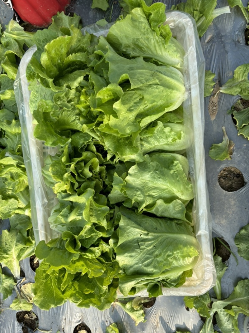 精品意大利生菜个头均匀无黄边上市了质量有保证