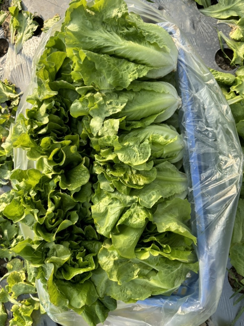 精品意大利生菜个头均匀无黄边上市了质量有保证
